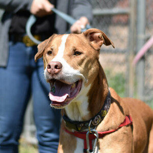 Team Page: Dirty Dogs